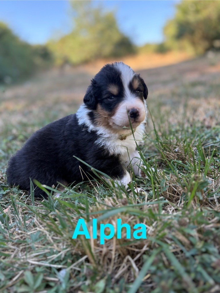 Des Bisous Fous - Chiots disponibles - Berger Australien