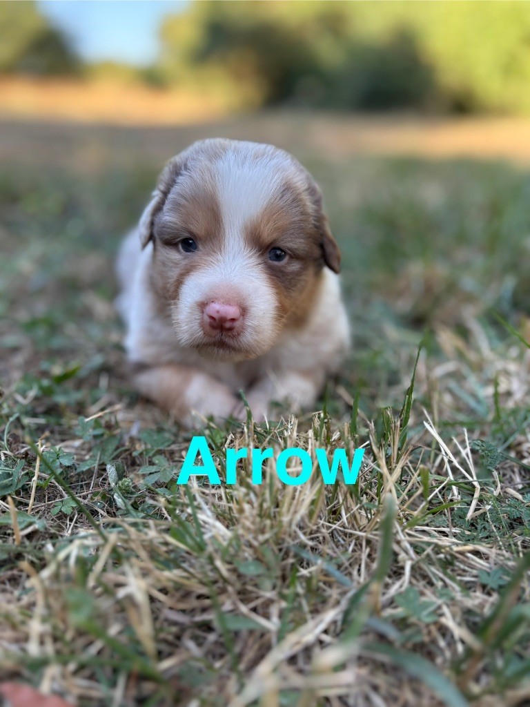 Des Bisous Fous - Chiots disponibles - Berger Australien