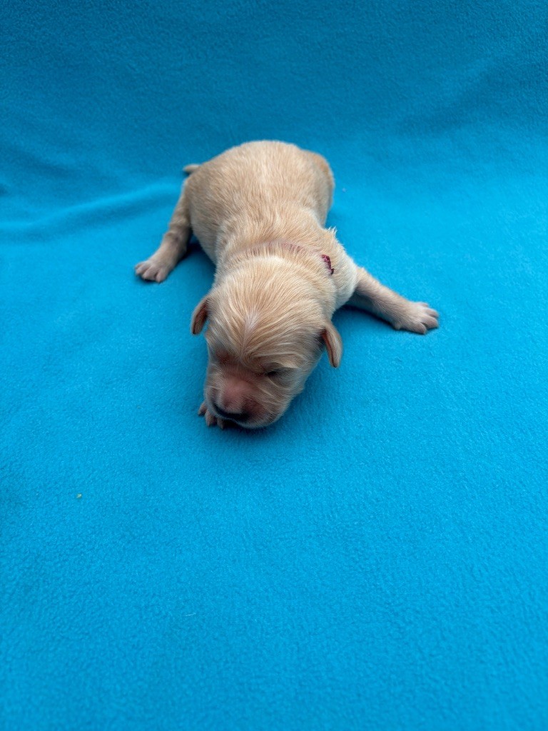 Des Bisous Fous - Chiots disponibles - Golden Retriever