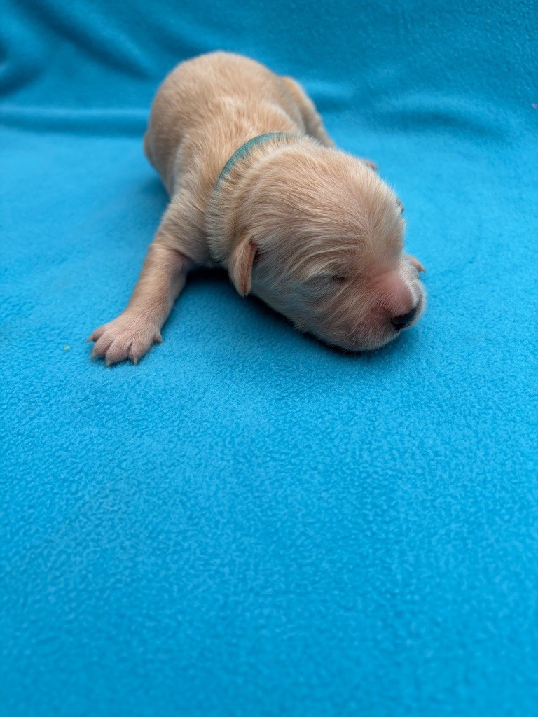 Des Bisous Fous - Chiots disponibles - Golden Retriever
