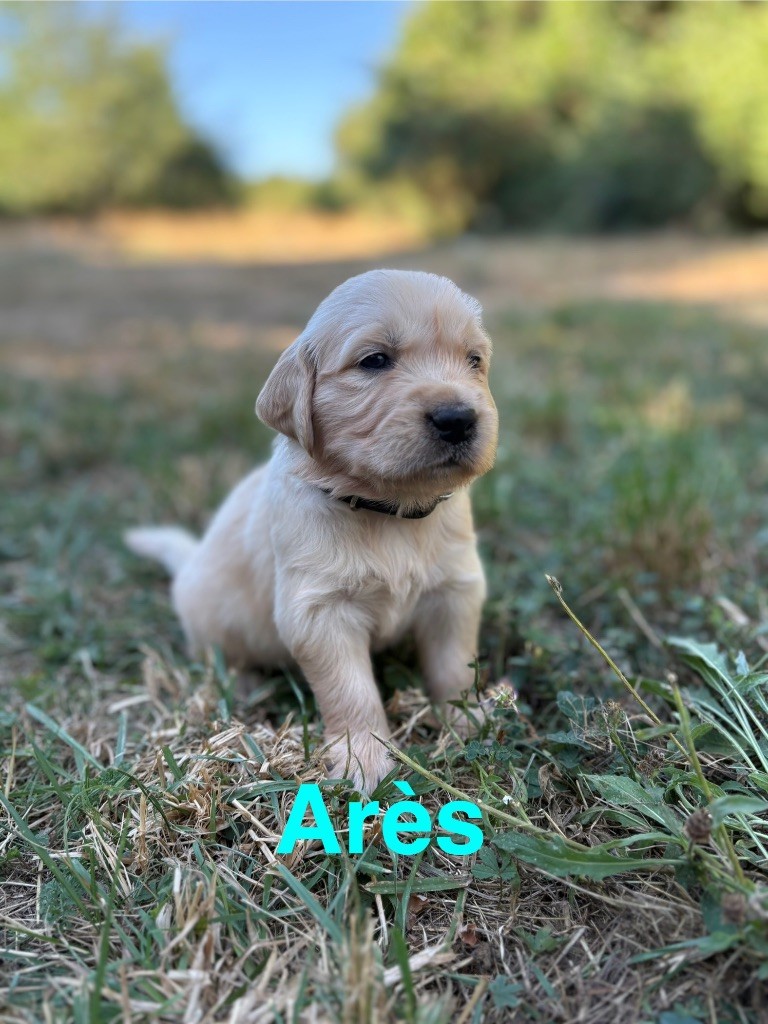 Des Bisous Fous - Chiots disponibles - Golden Retriever