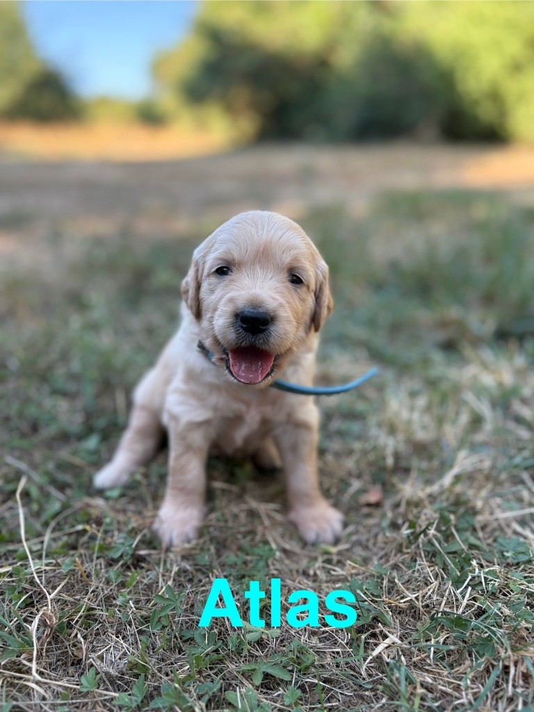 Des Bisous Fous - Chiots disponibles - Golden Retriever