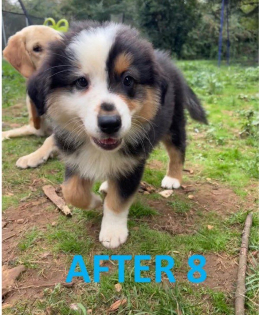 Des Bisous Fous - Chiots disponibles - Berger Australien