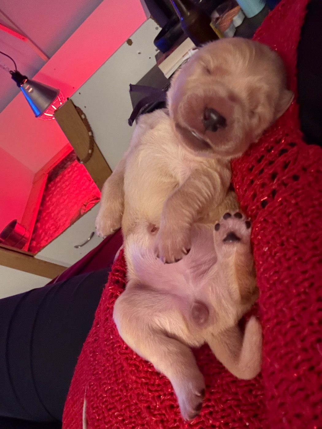 Des Bisous Fous - Chiots disponibles - Golden Retriever