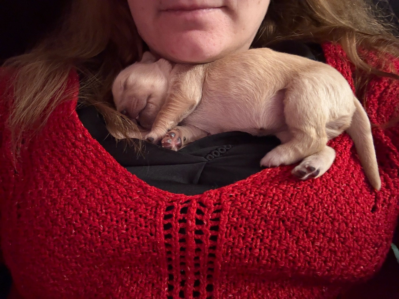 Des Bisous Fous - Chiots disponibles - Golden Retriever