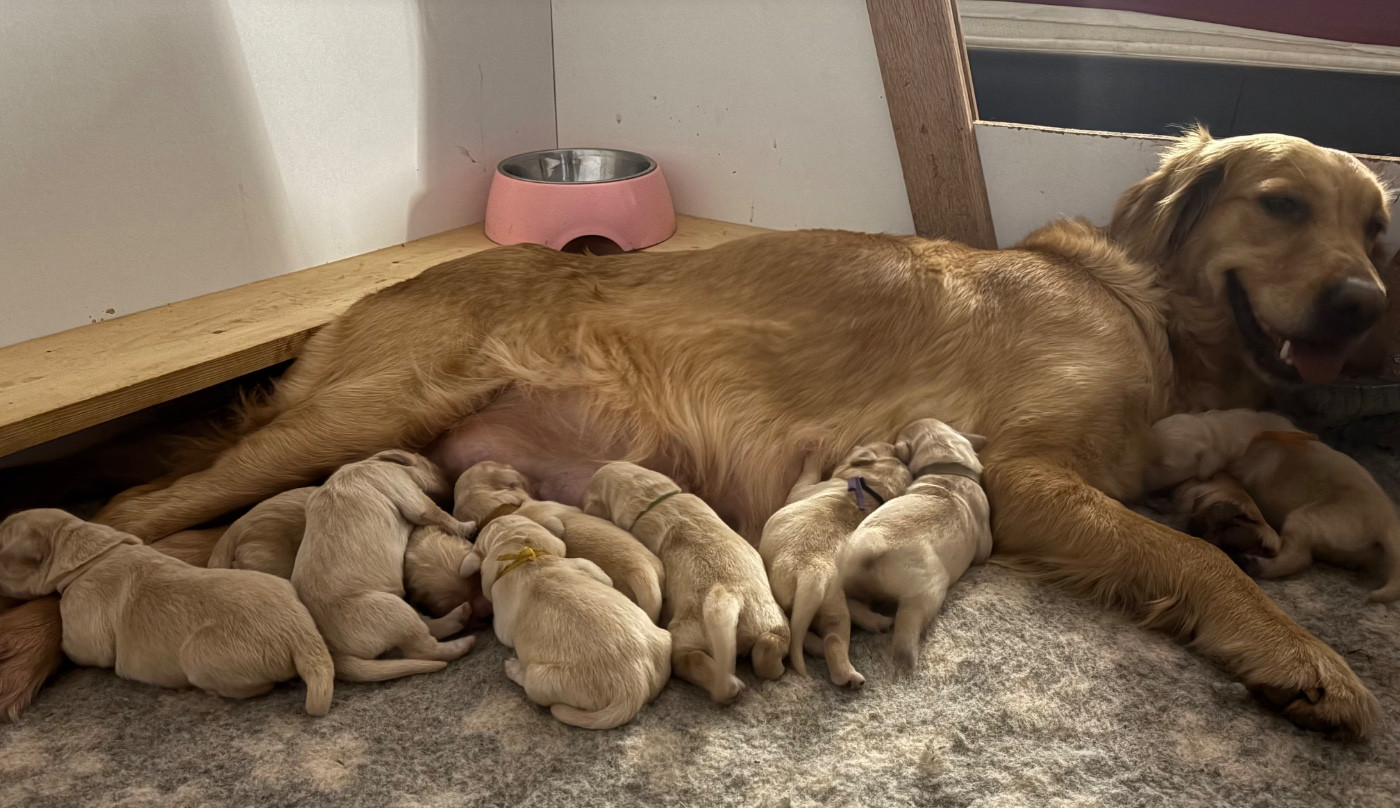Des Bisous Fous - Chiots disponibles - Golden Retriever
