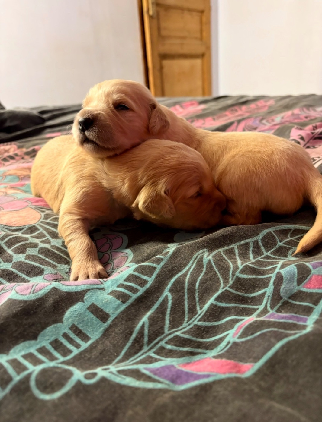 Des Bisous Fous - Chiots disponibles - Golden Retriever