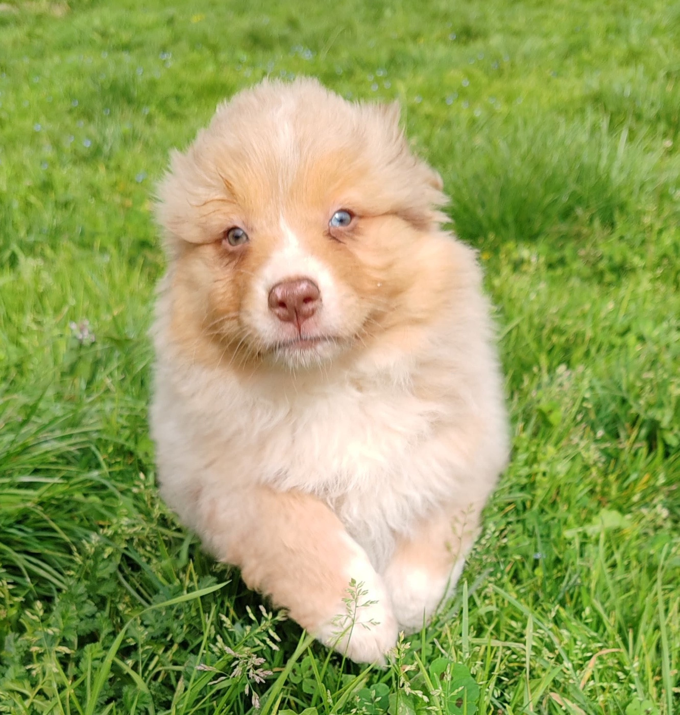 Des Bisous Fous - Chiots disponibles - Berger Australien