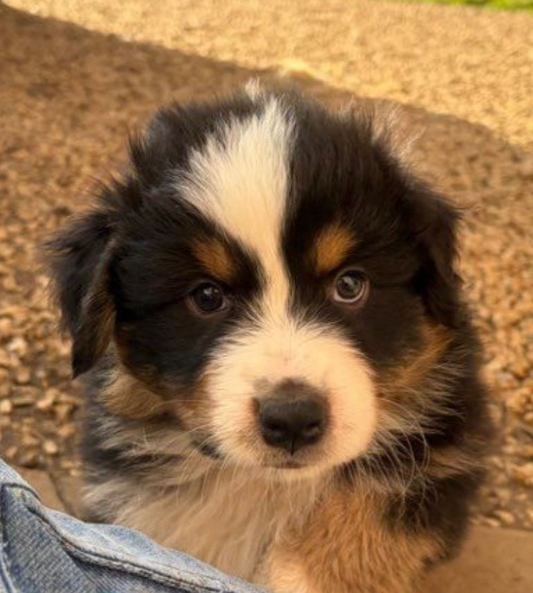 Des Bisous Fous - Chiots disponibles - Berger Australien