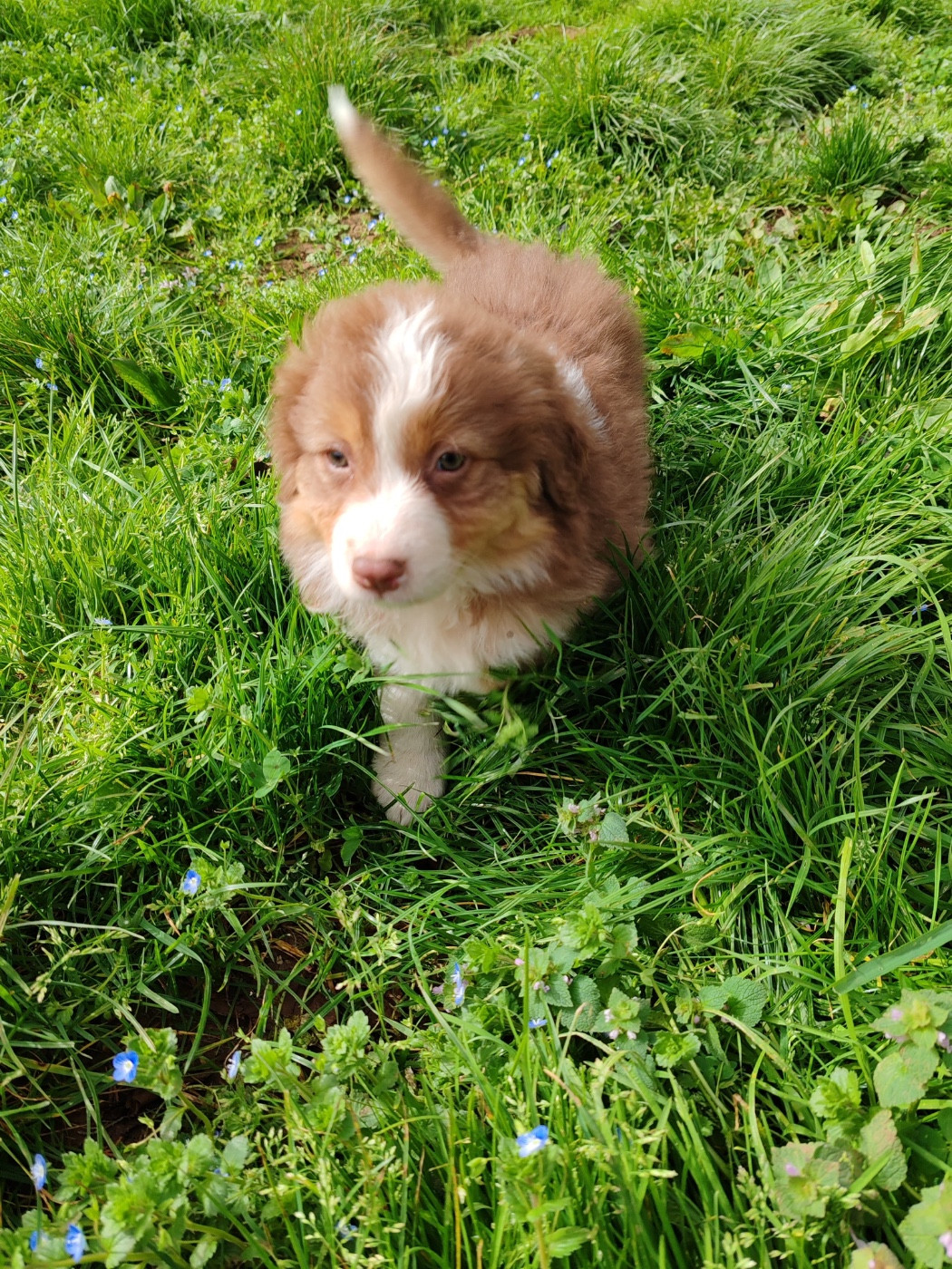 Des Bisous Fous - Chiots disponibles - Berger Australien