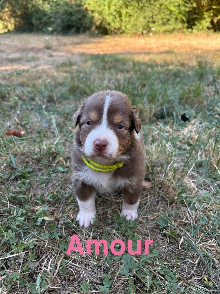 Des Bisous Fous - Chiots disponibles - Berger Australien
