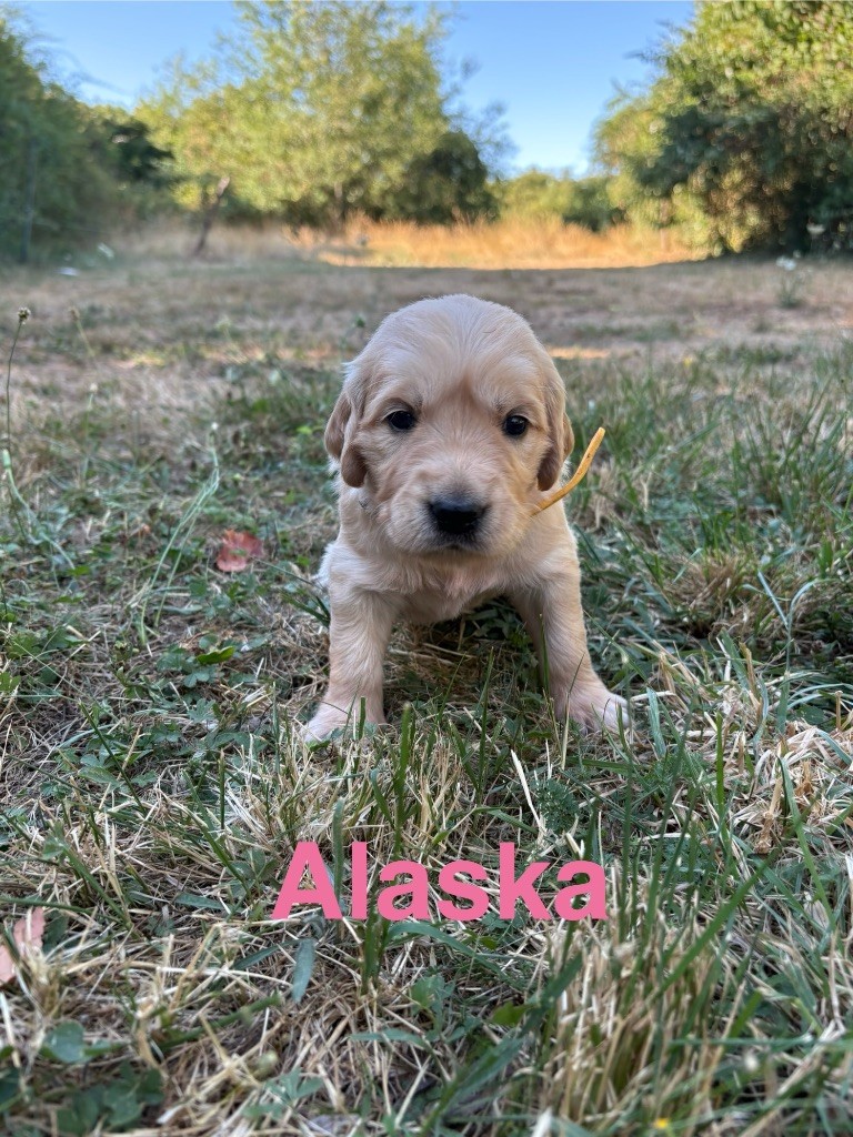 Des Bisous Fous - Chiots disponibles - Golden Retriever