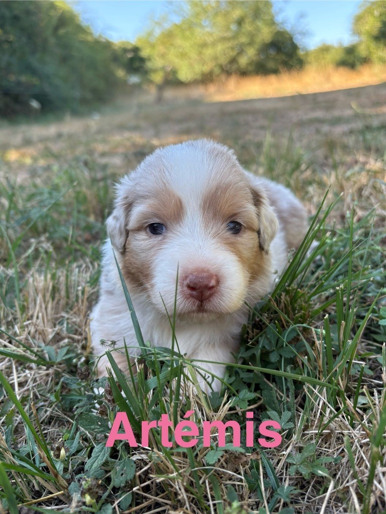 Des Bisous Fous - Chiots disponibles - Berger Australien