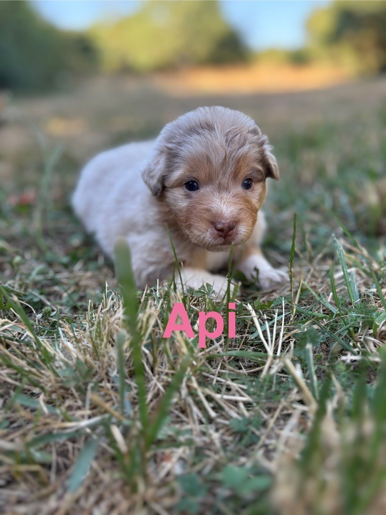 Des Bisous Fous - Chiots disponibles - Berger Australien