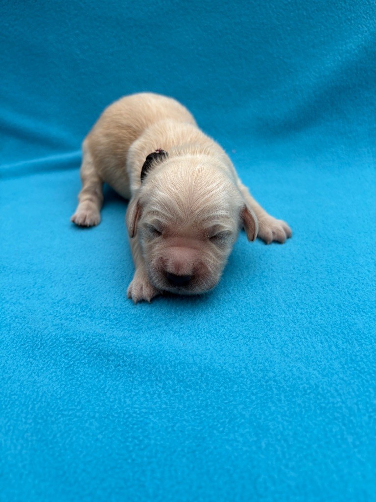 Des Bisous Fous - Chiots disponibles - Golden Retriever