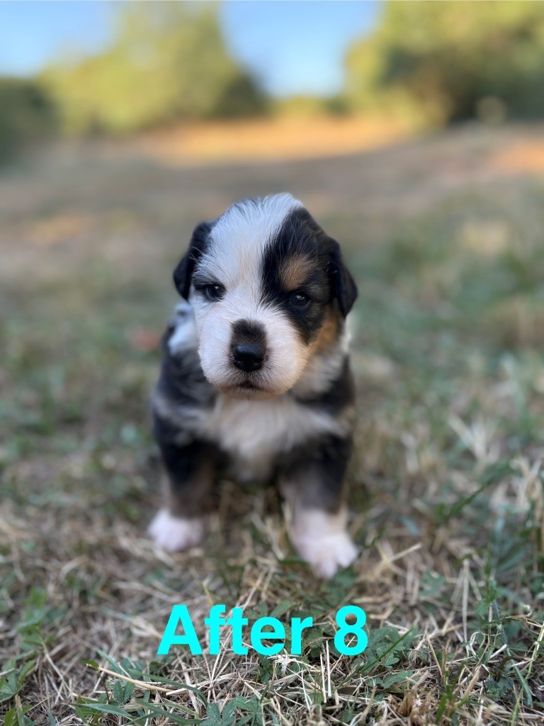 Des Bisous Fous - Chiots disponibles - Berger Australien