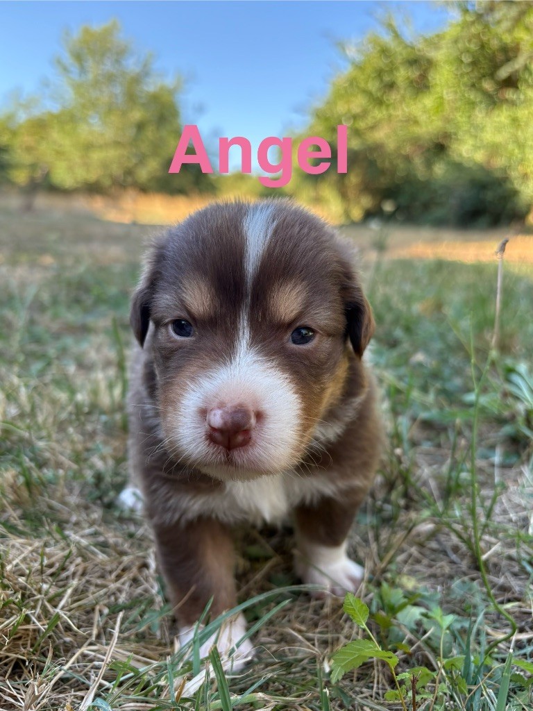 Des Bisous Fous - Chiots disponibles - Berger Australien