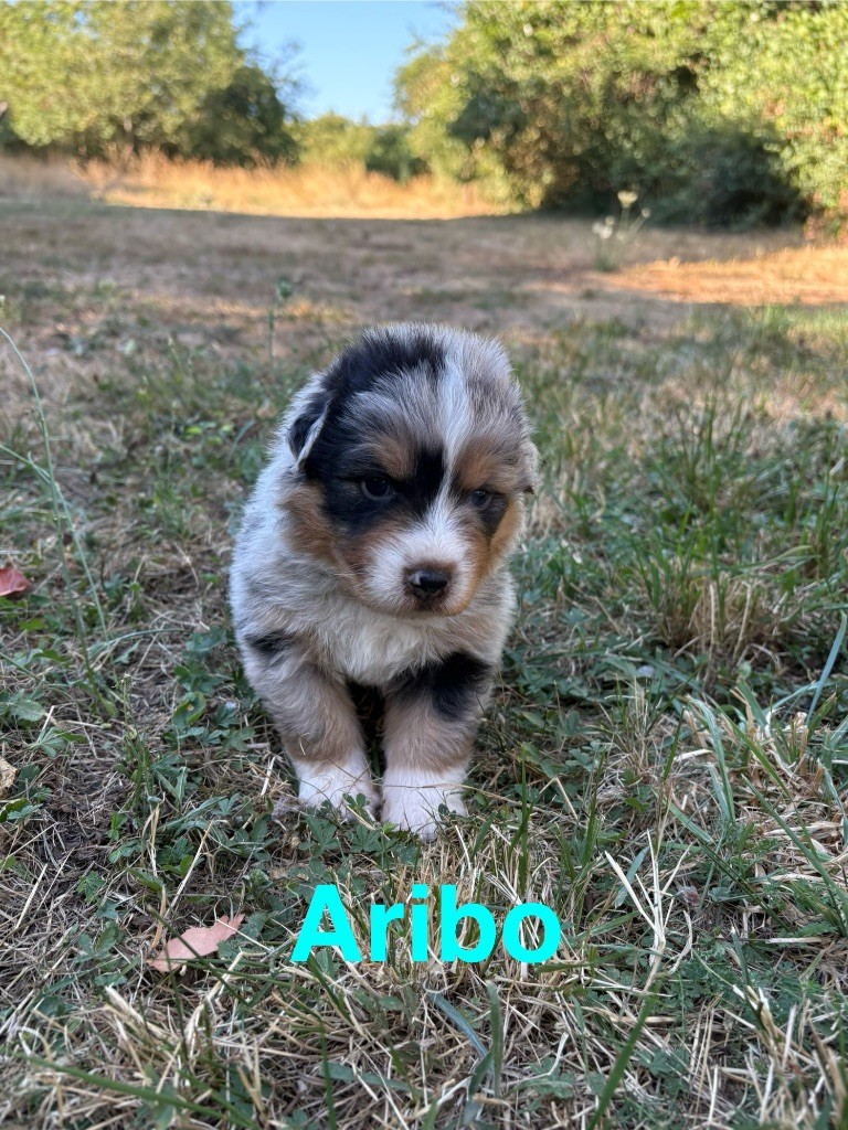 Des Bisous Fous - Chiots disponibles - Berger Australien