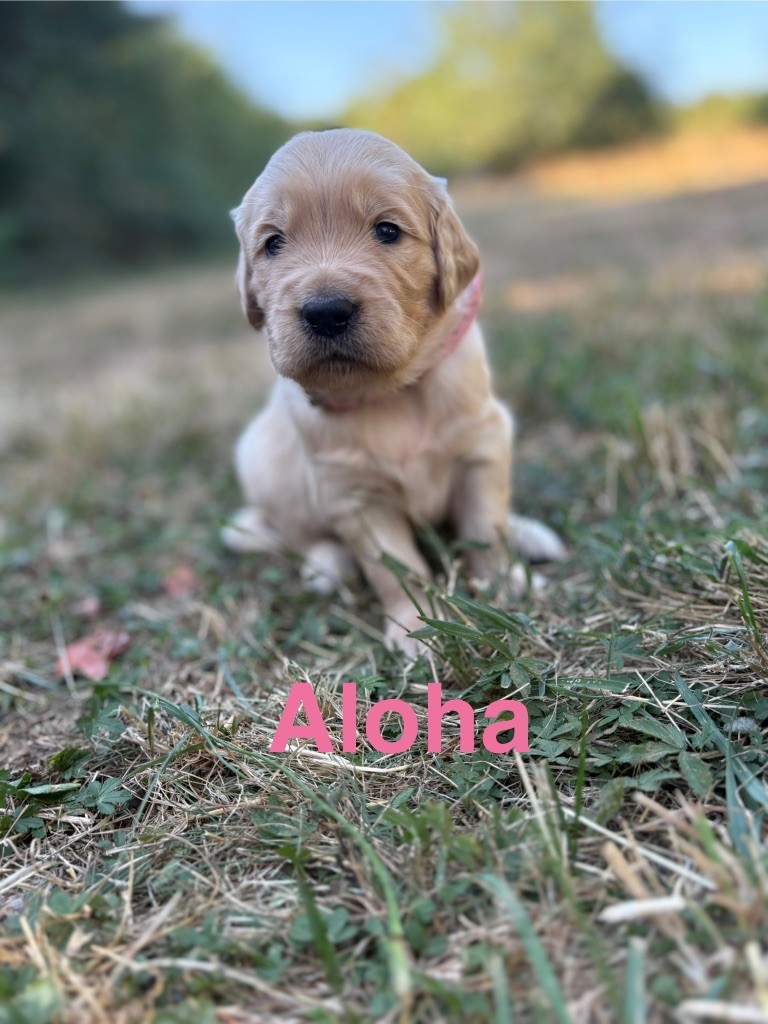 Des Bisous Fous - Chiots disponibles - Golden Retriever