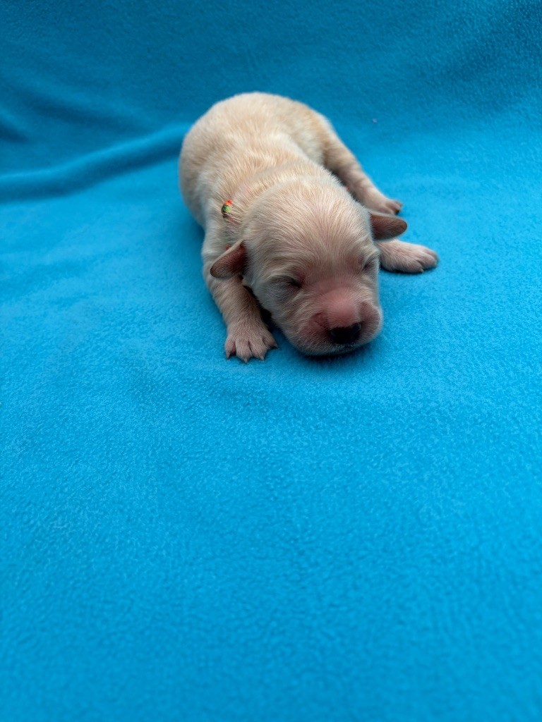 Des Bisous Fous - Chiots disponibles - Golden Retriever
