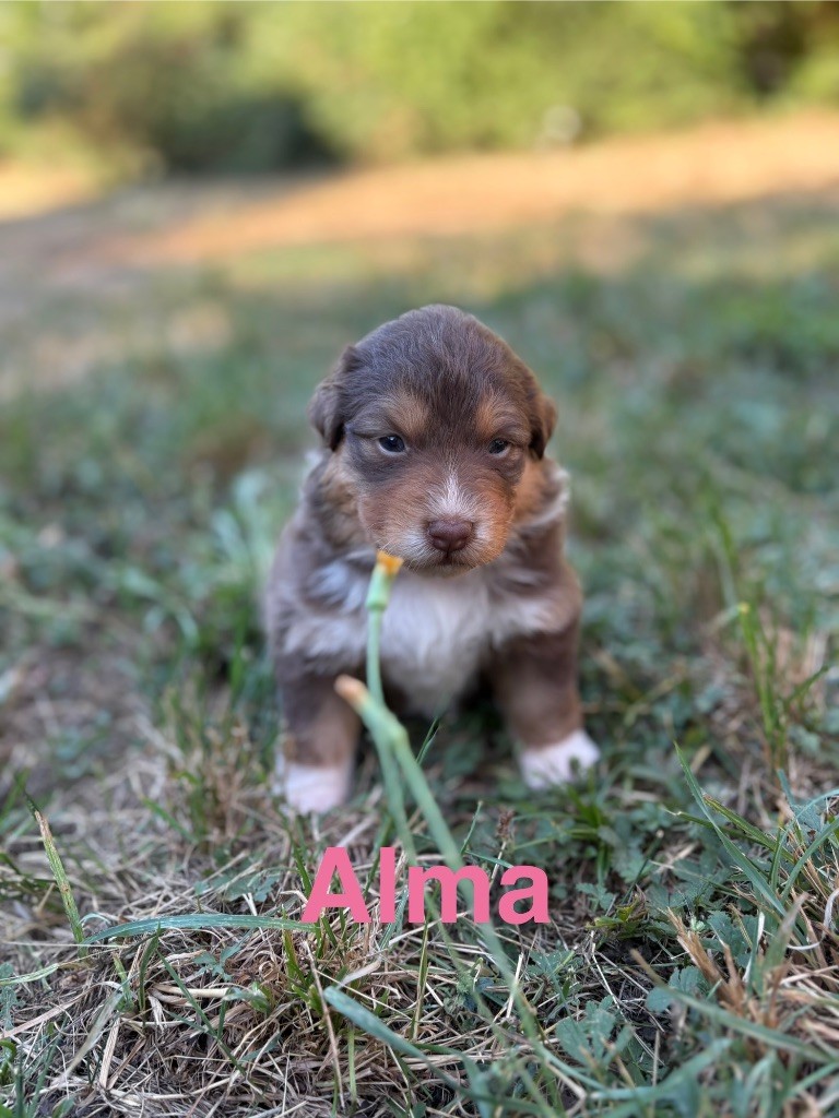 Des Bisous Fous - Chiots disponibles - Berger Australien