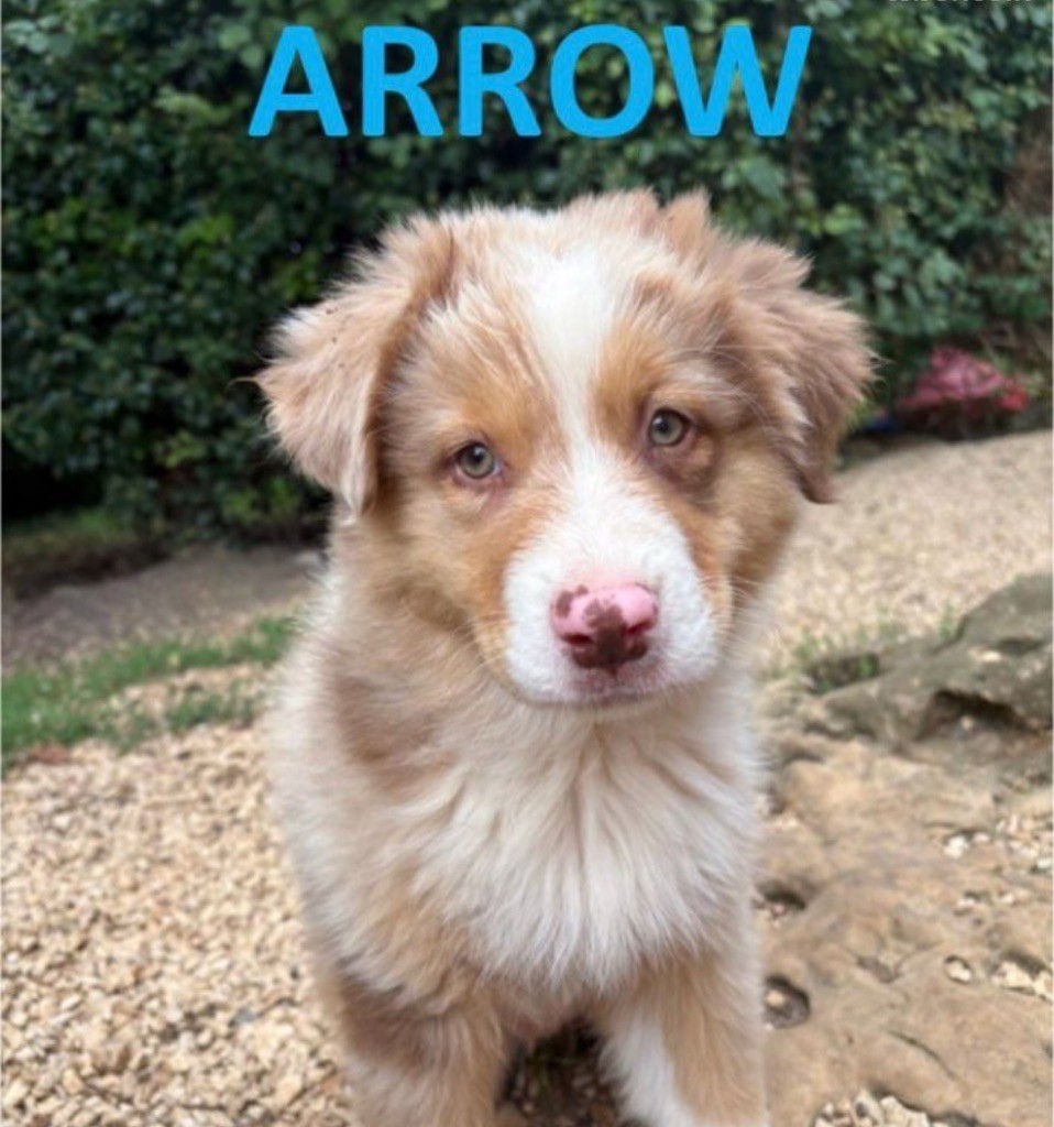 Des Bisous Fous - Chiots disponibles - Berger Australien