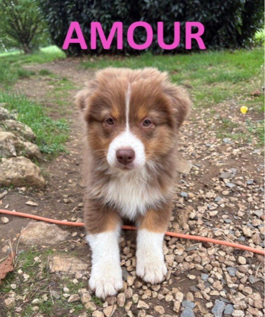 Des Bisous Fous - Chiots disponibles - Berger Australien