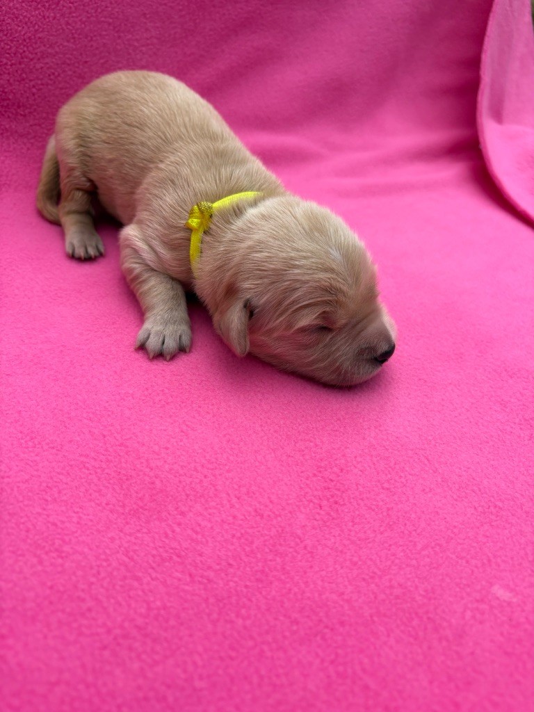 Des Bisous Fous - Chiots disponibles - Golden Retriever