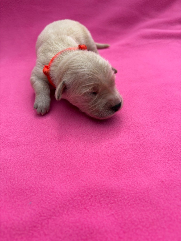 Des Bisous Fous - Chiots disponibles - Golden Retriever