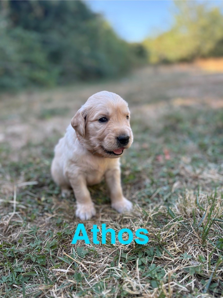 Des Bisous Fous - Chiots disponibles - Golden Retriever