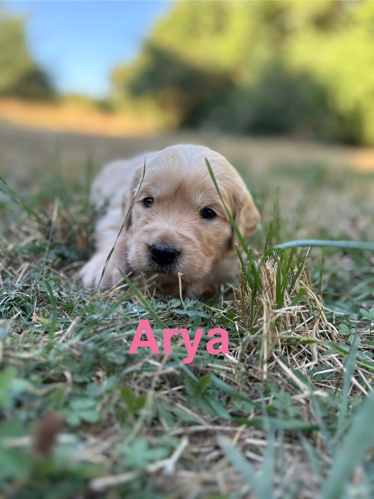 Des Bisous Fous - Chiots disponibles - Golden Retriever