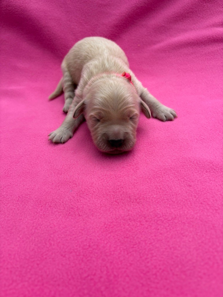 Des Bisous Fous - Chiots disponibles - Golden Retriever