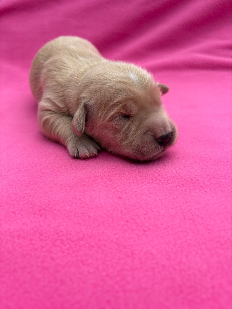 Des Bisous Fous - Chiots disponibles - Golden Retriever