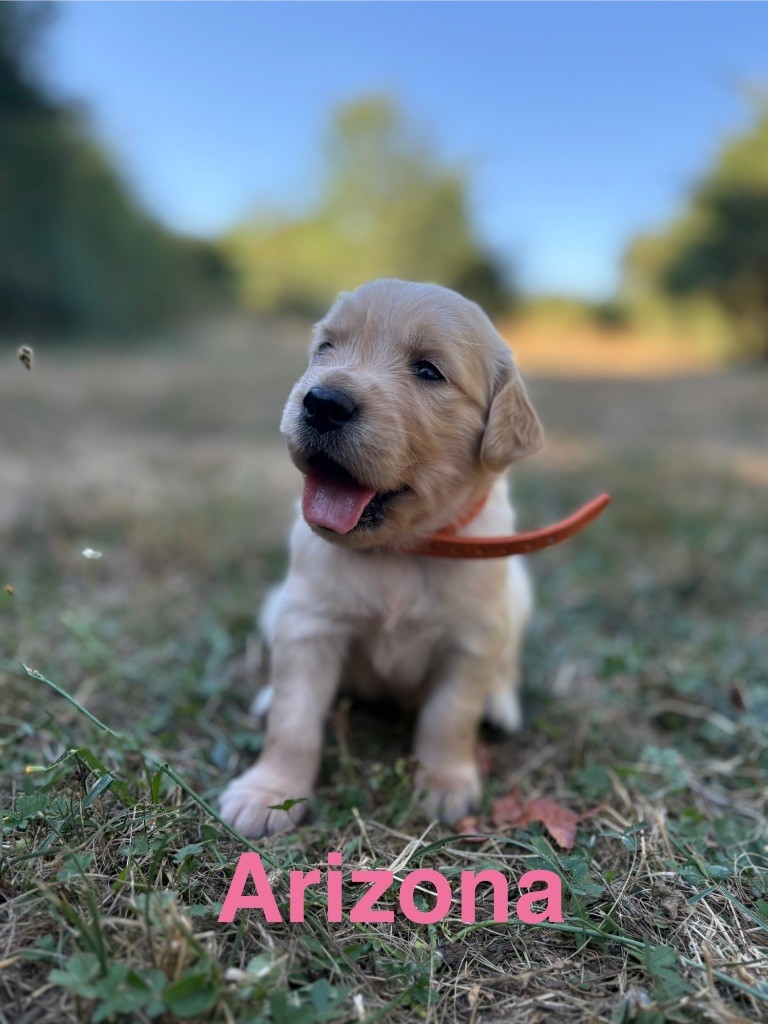 Des Bisous Fous - Chiots disponibles - Golden Retriever