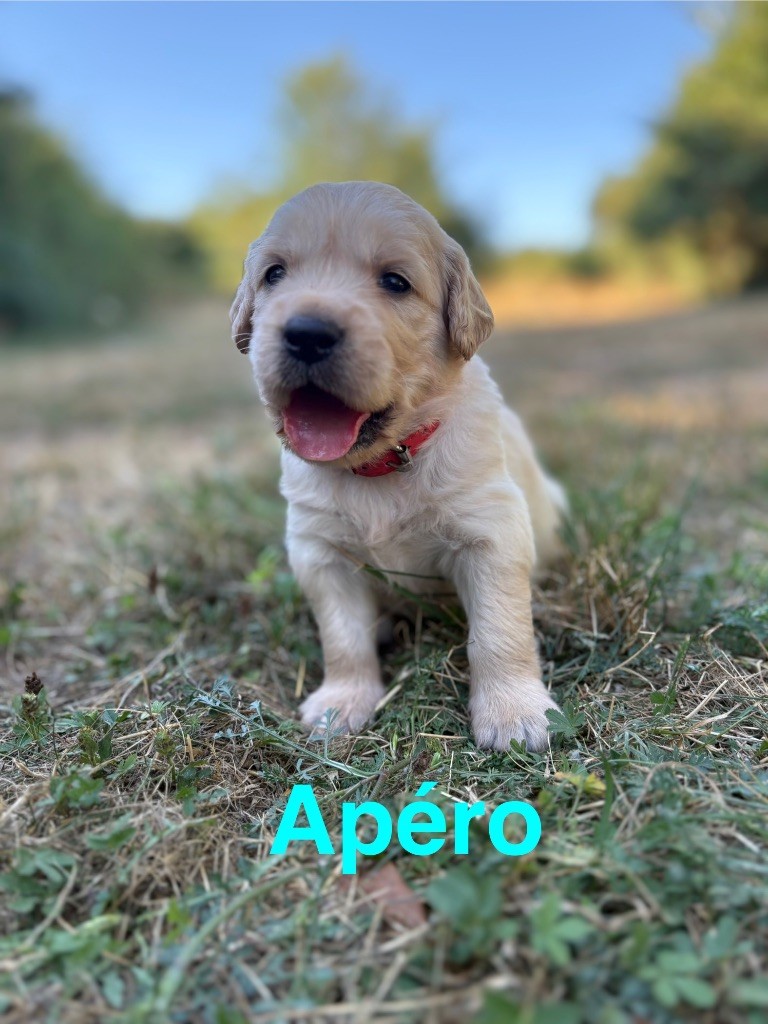 Des Bisous Fous - Chiots disponibles - Golden Retriever