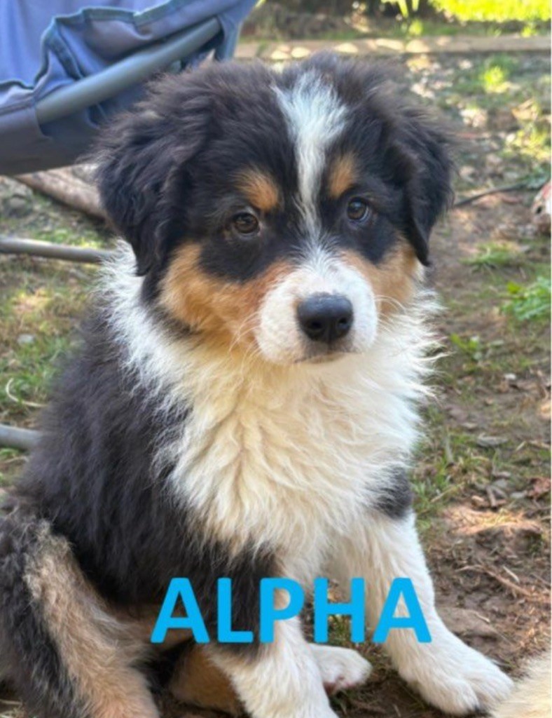 Des Bisous Fous - Chiots disponibles - Berger Australien