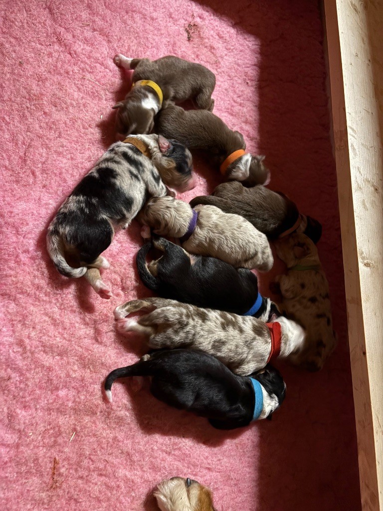 Chiot Berger Australien Des Bisous Fous